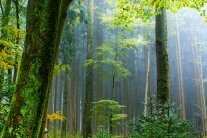 Wald