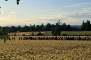 Felder und Büsche in der Landschaft