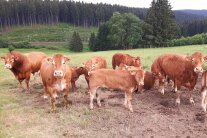 Mutterkühe auf der Weide