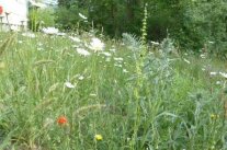 Insektenfreundliche Blühwiese