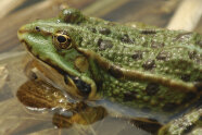 Nahaufnahme eines Seefrosches im seichten Wasser