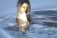 Kormoran im Wasser mit großem Fisch im Schnabel