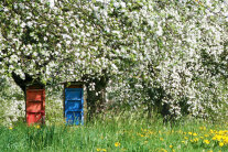 Bienenkästen in einer blühenden Streuobstwiese 